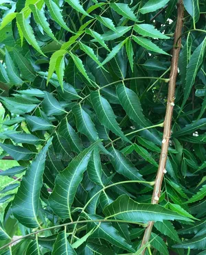 Neem Tree Leaves