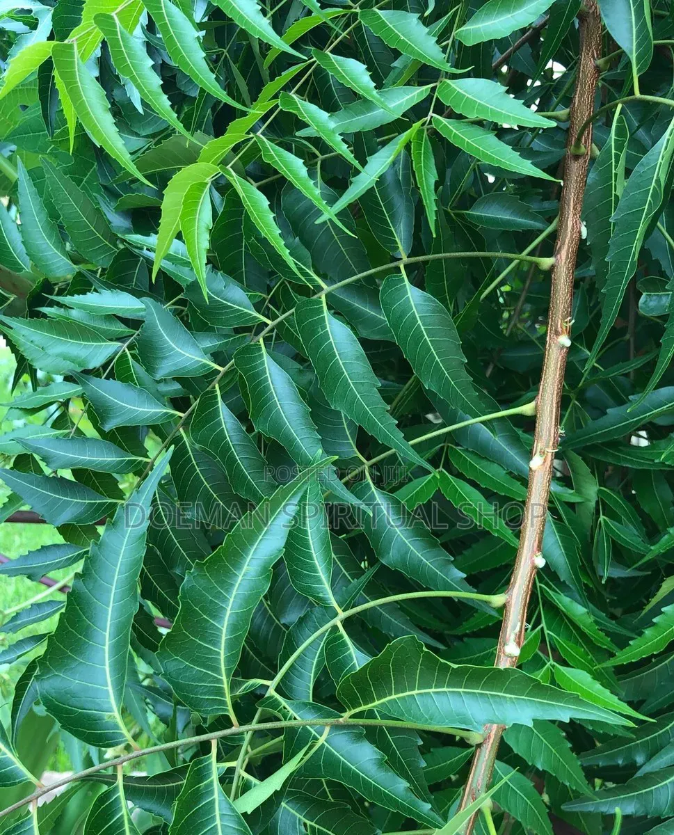 Neem Tree Leaves