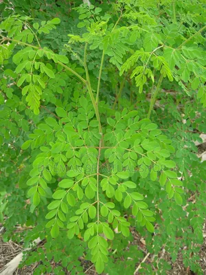 Moringa Leaves