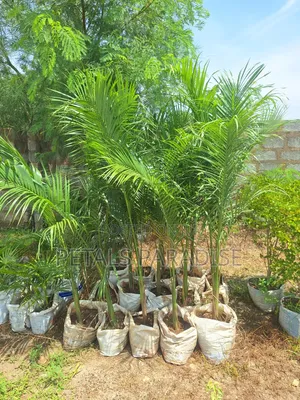 Royal Palm for Sale