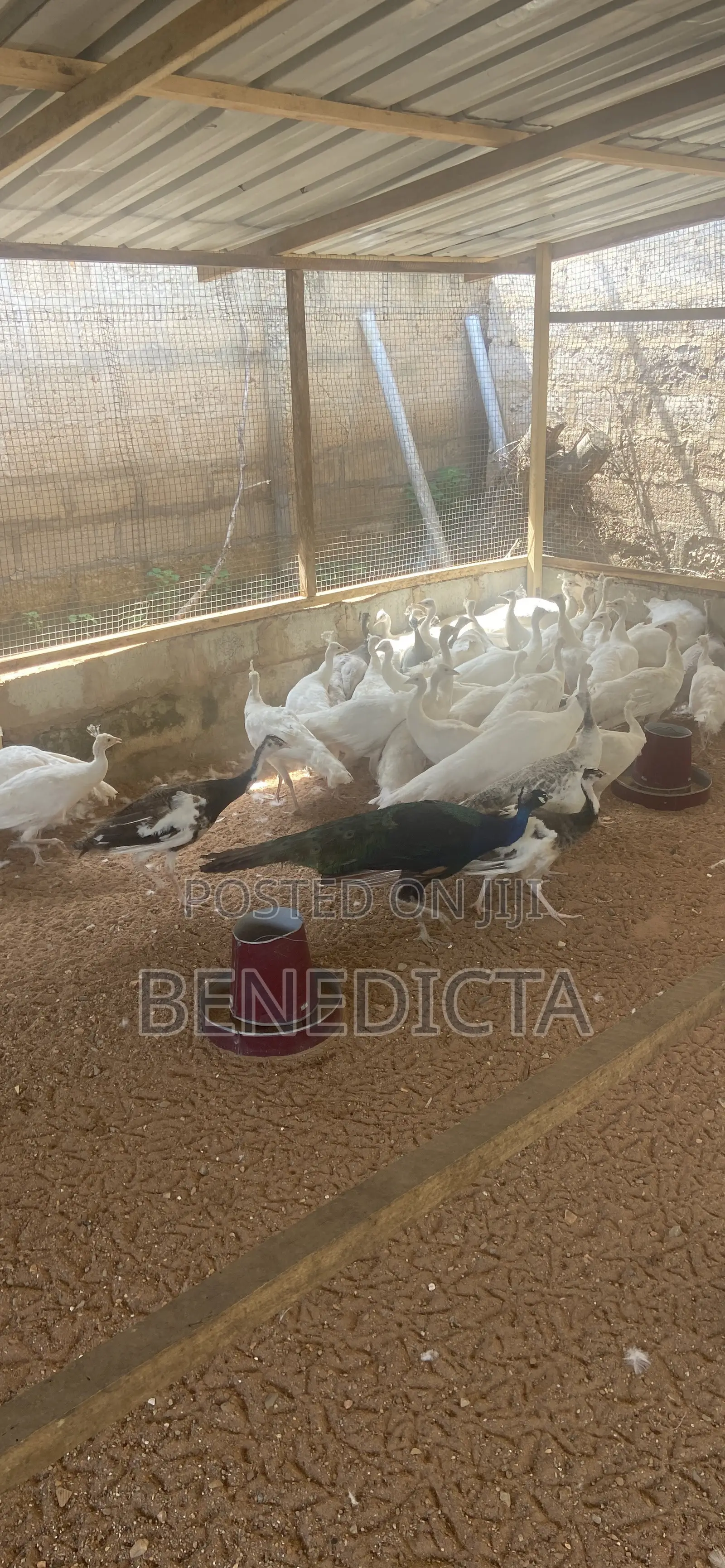 All Kinds of Animals for Sell