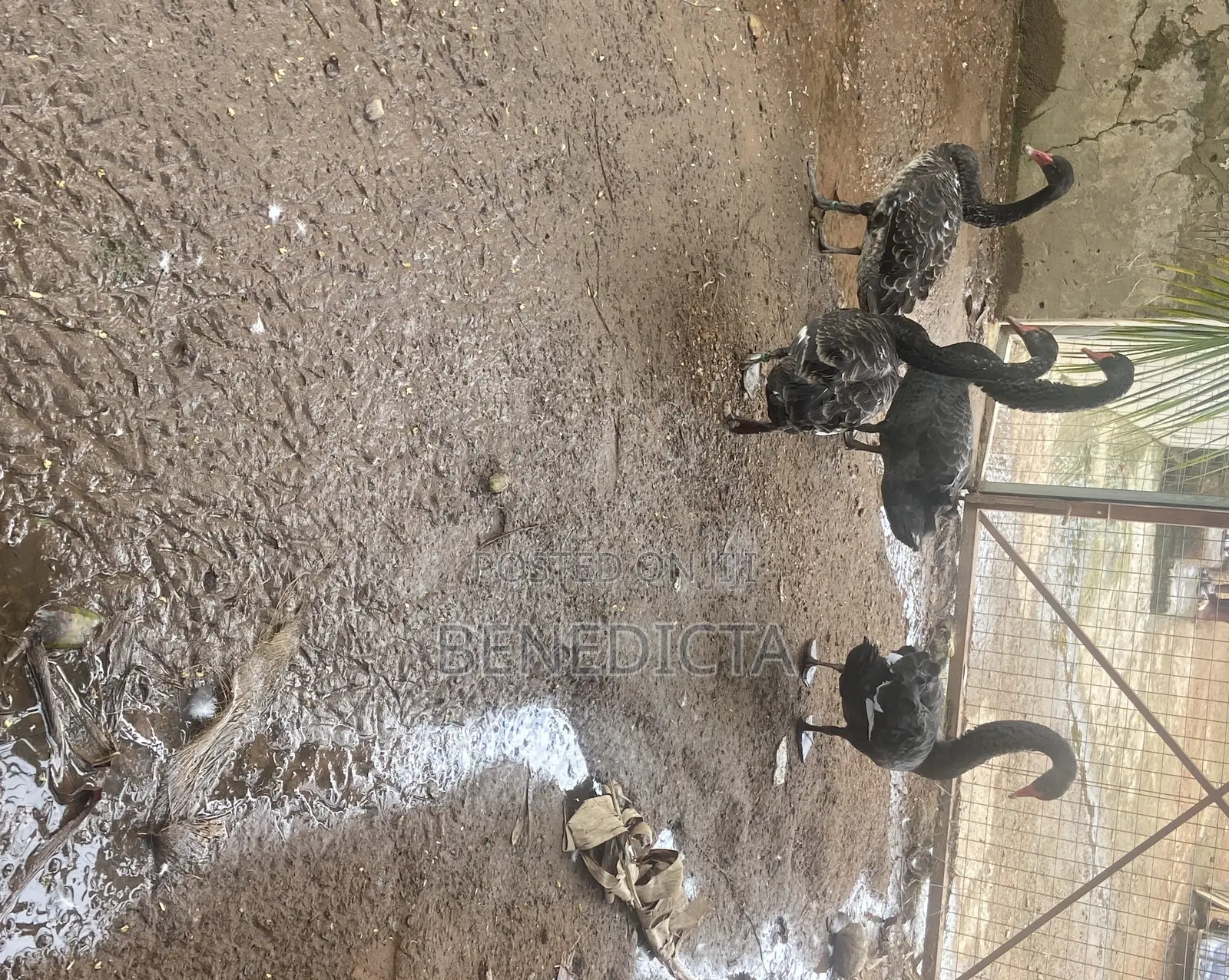 All Kinds of Animals for Sell