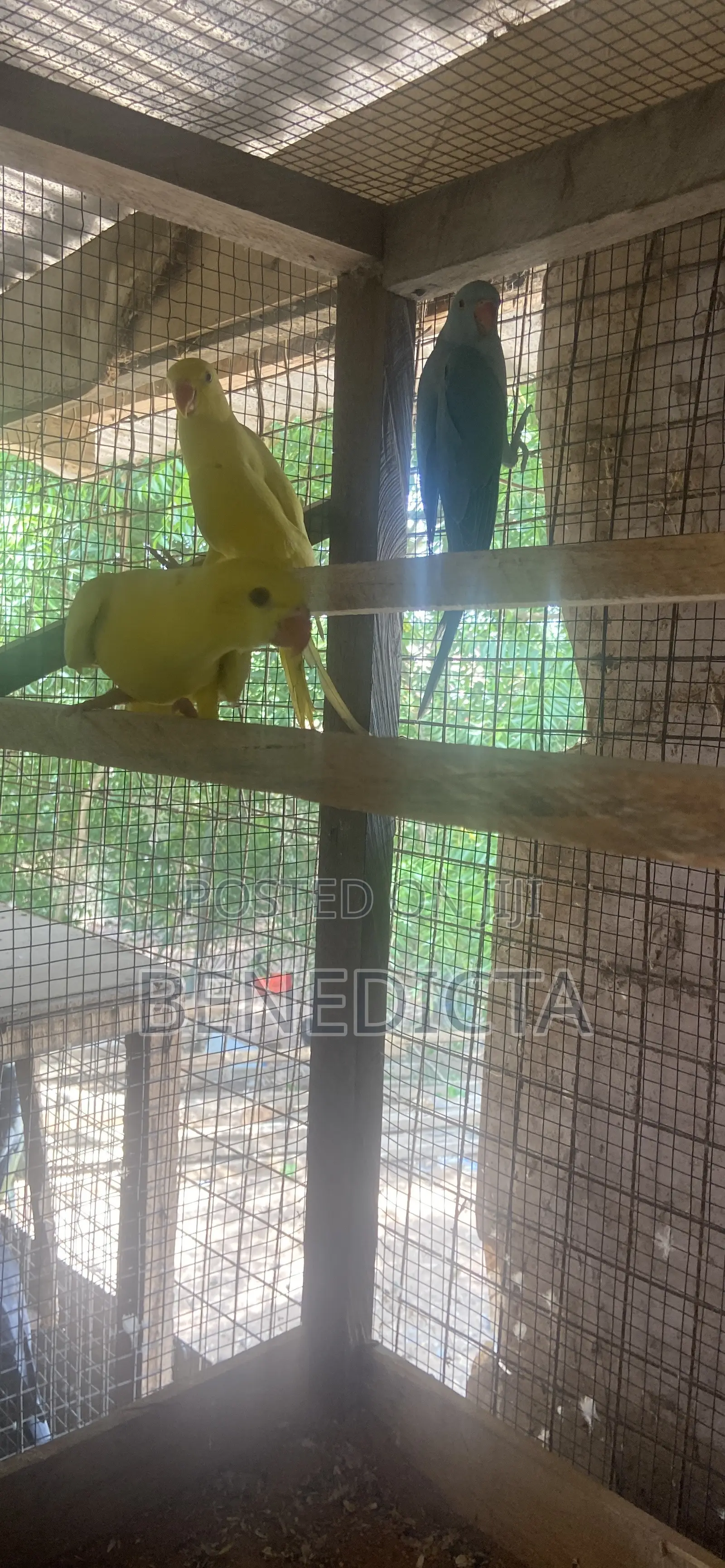 All Kinds of Animals for Sell