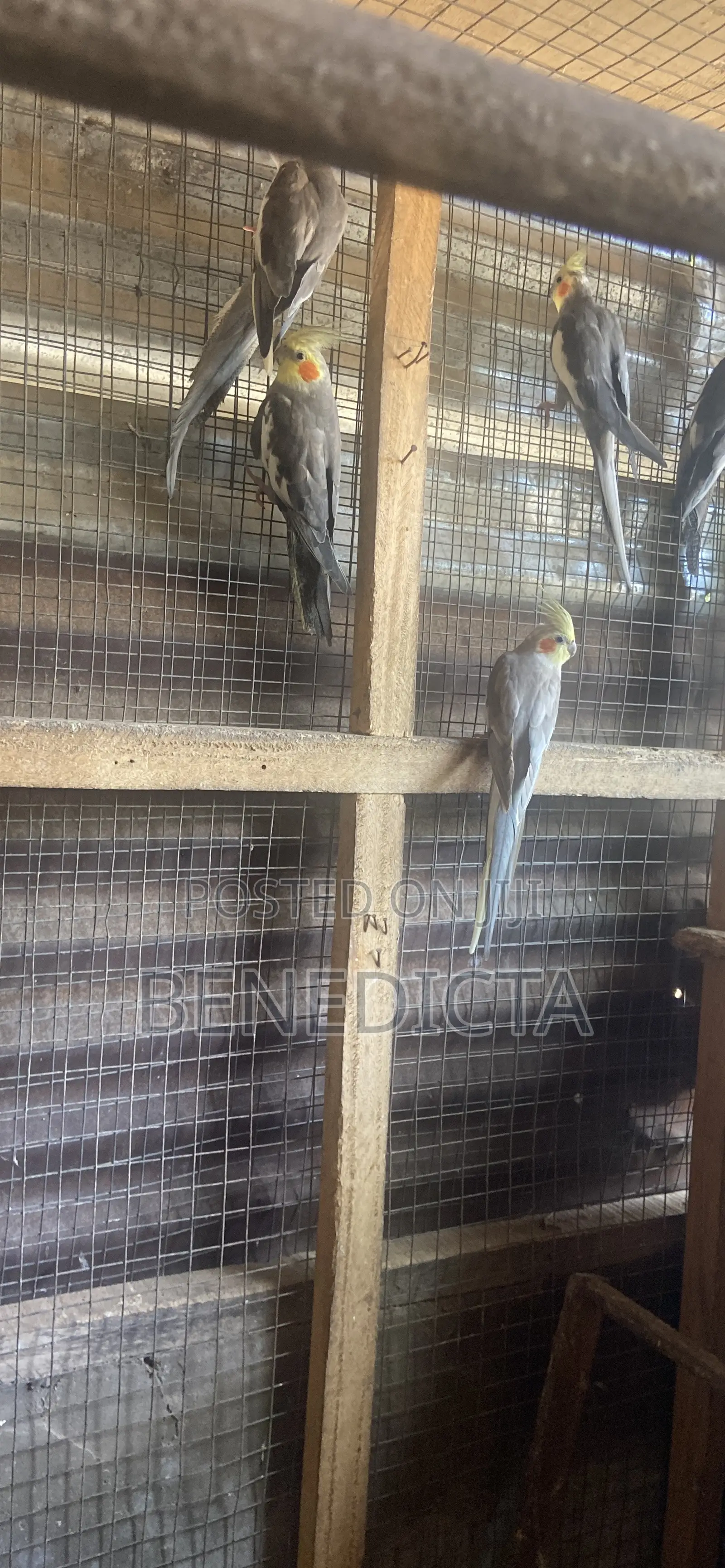 All Kinds of Animals for Sell