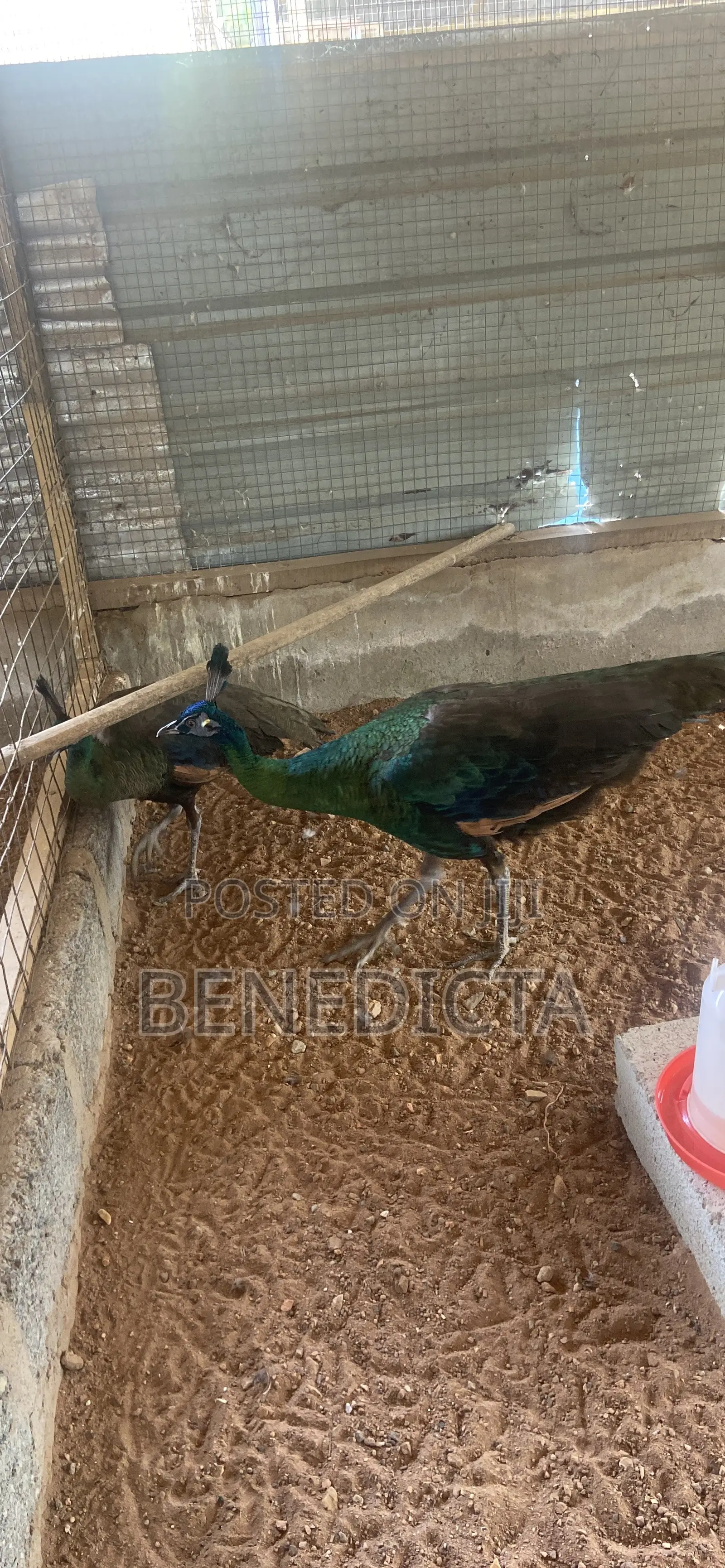 All Kinds of Animals for Sell