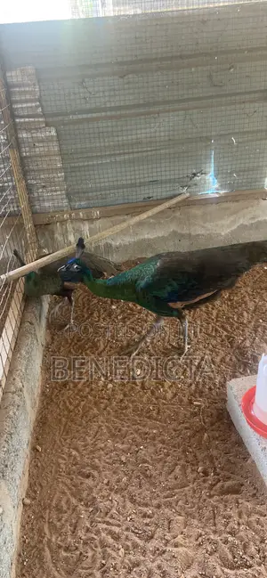 All Kinds of Animals for Sell