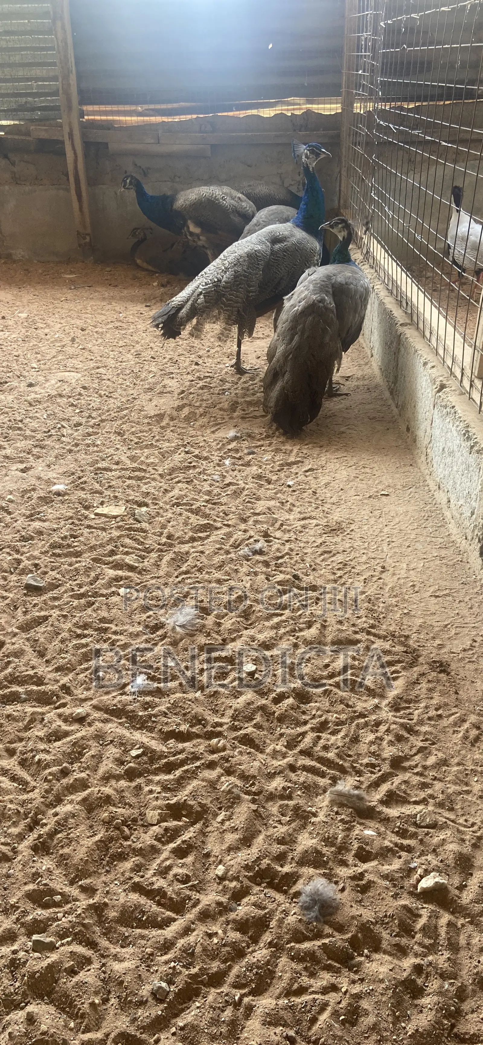 All Kinds of Animals for Sell