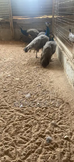 All Kinds of Animals for Sell