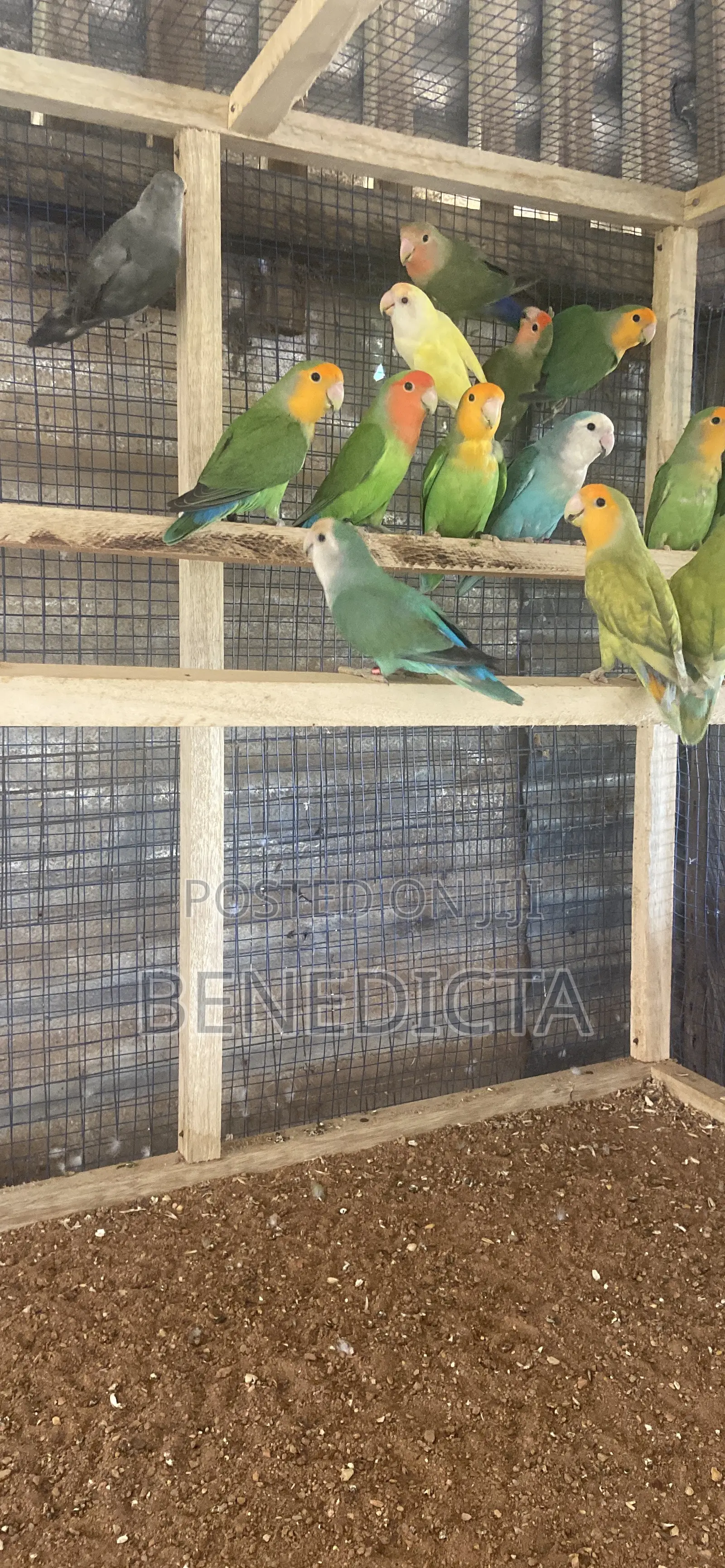 All Kinds of Animals for Sell
