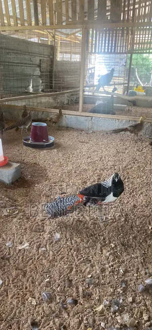 All Kinds of Animals for Sell