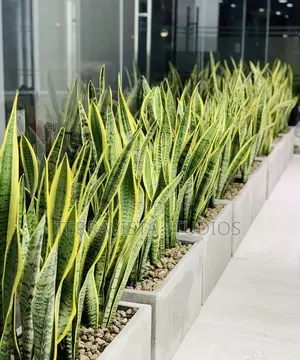 Modern Rectangular Planter Box