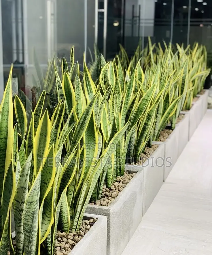 Modern Rectangular Planter Box