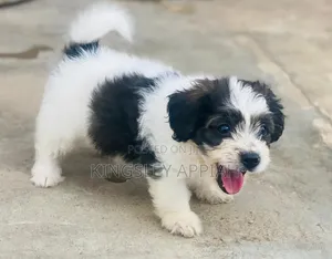 1-3 months Female Purebred Poodle