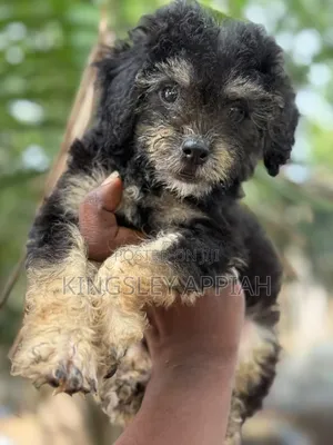 1-3 months Male Purebred Poodle