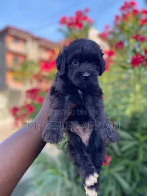1-3 months Female Purebred Poodle