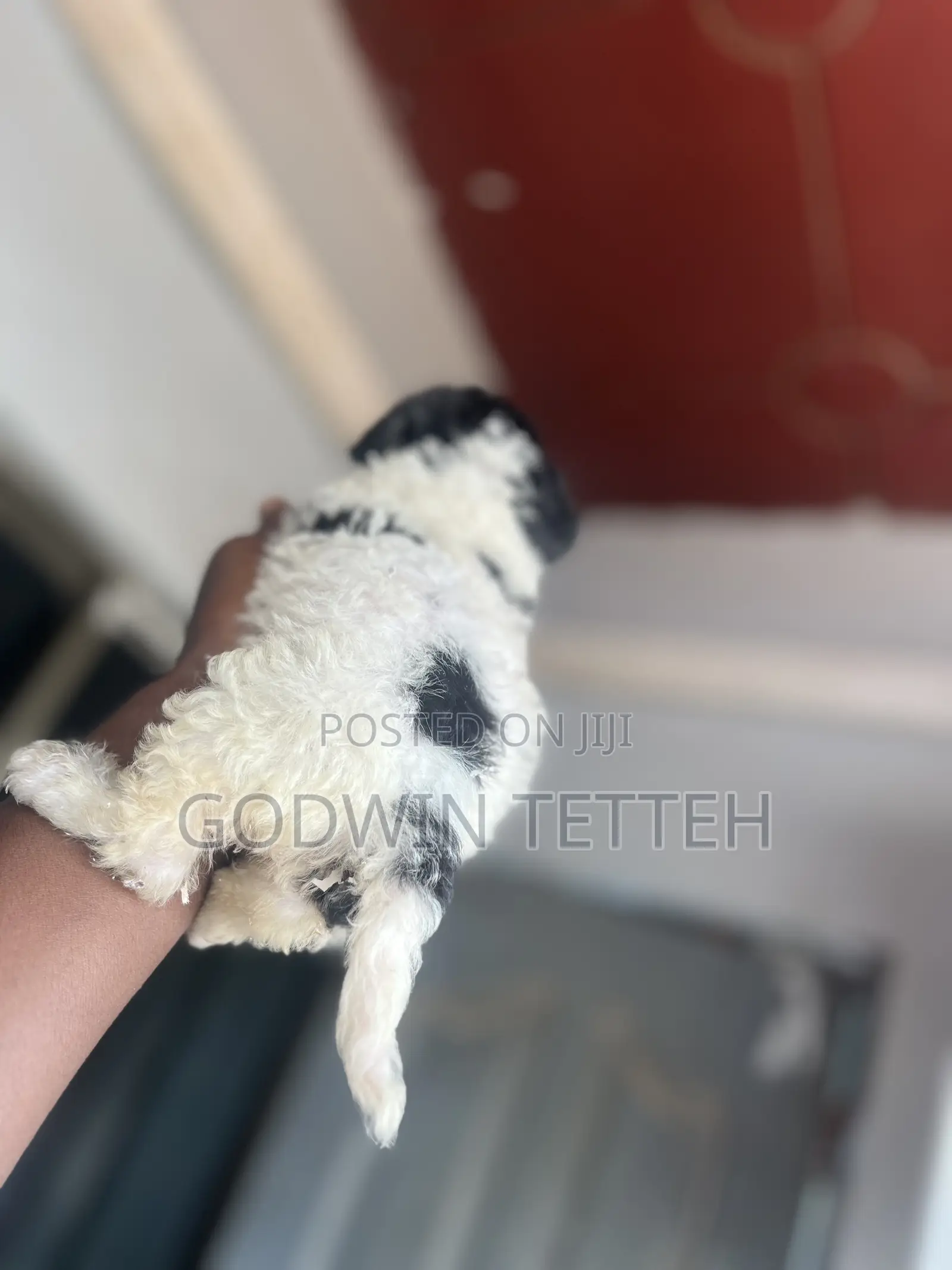 1-3 months Male Mixed Breed Poodle