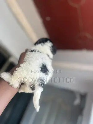 1-3 months Male Mixed Breed Poodle