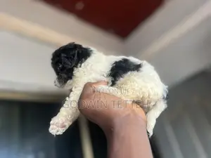 1-3 months Male Mixed Breed Poodle