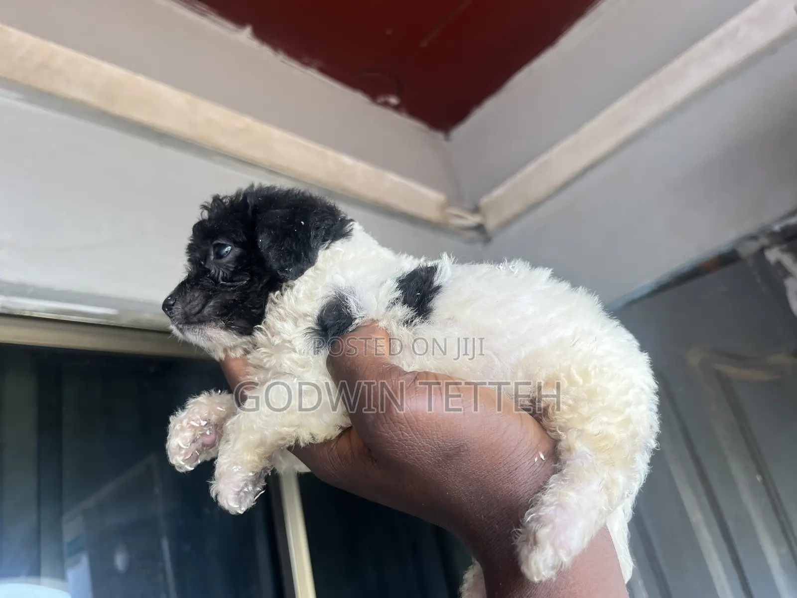 1-3 months Male Mixed Breed Poodle