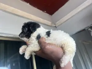 1-3 months Male Mixed Breed Poodle