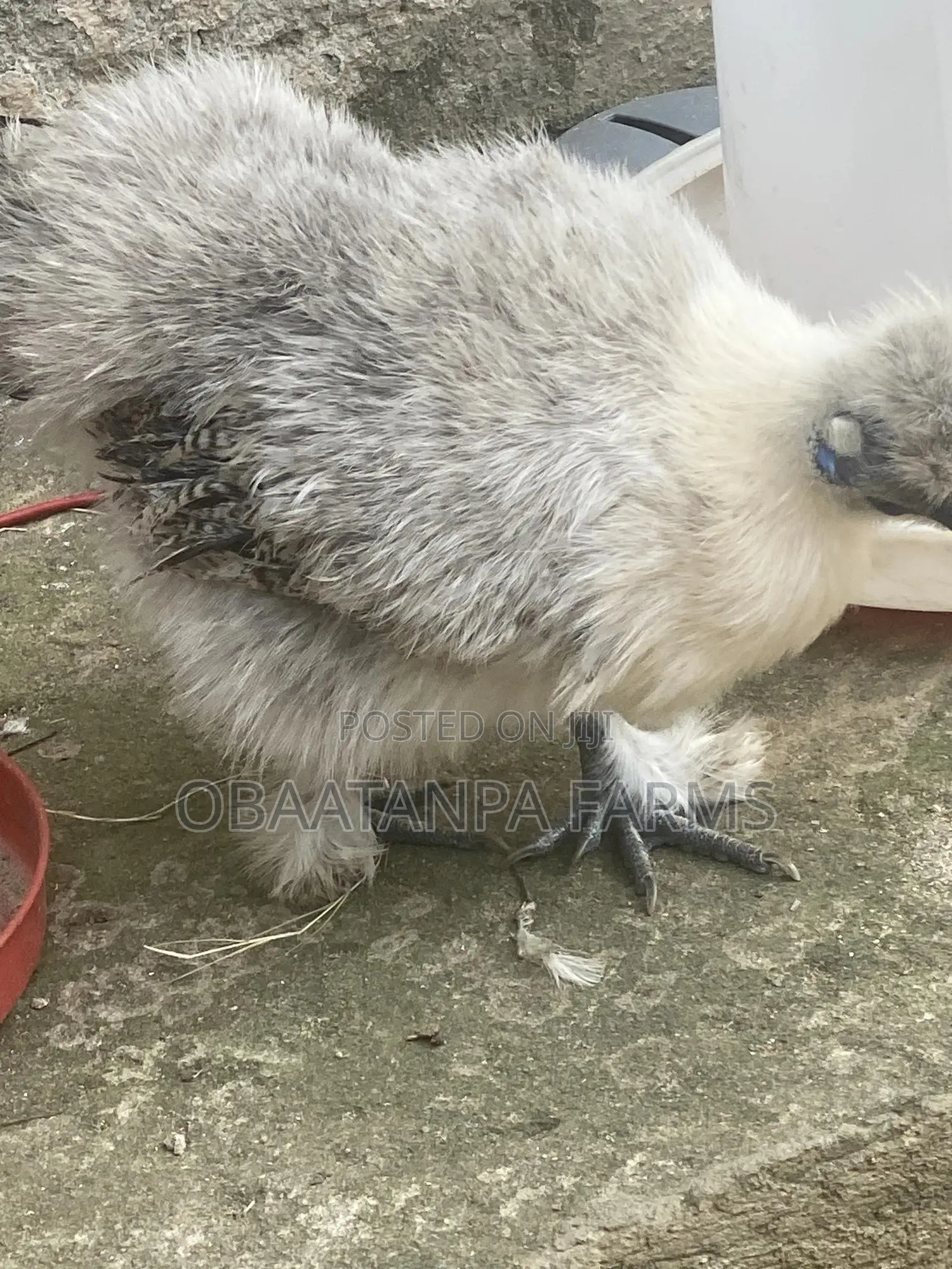 Matured Silkies Chickens Available