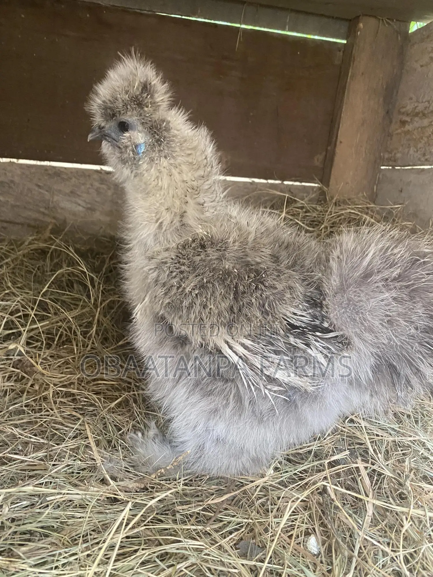 Matured Silkies Chickens Available