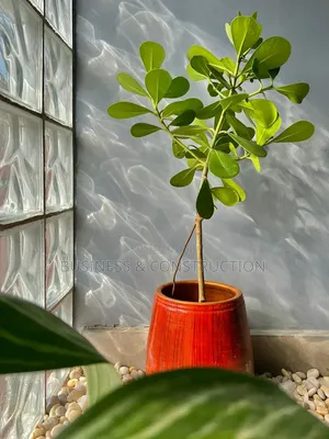 Flower Pots