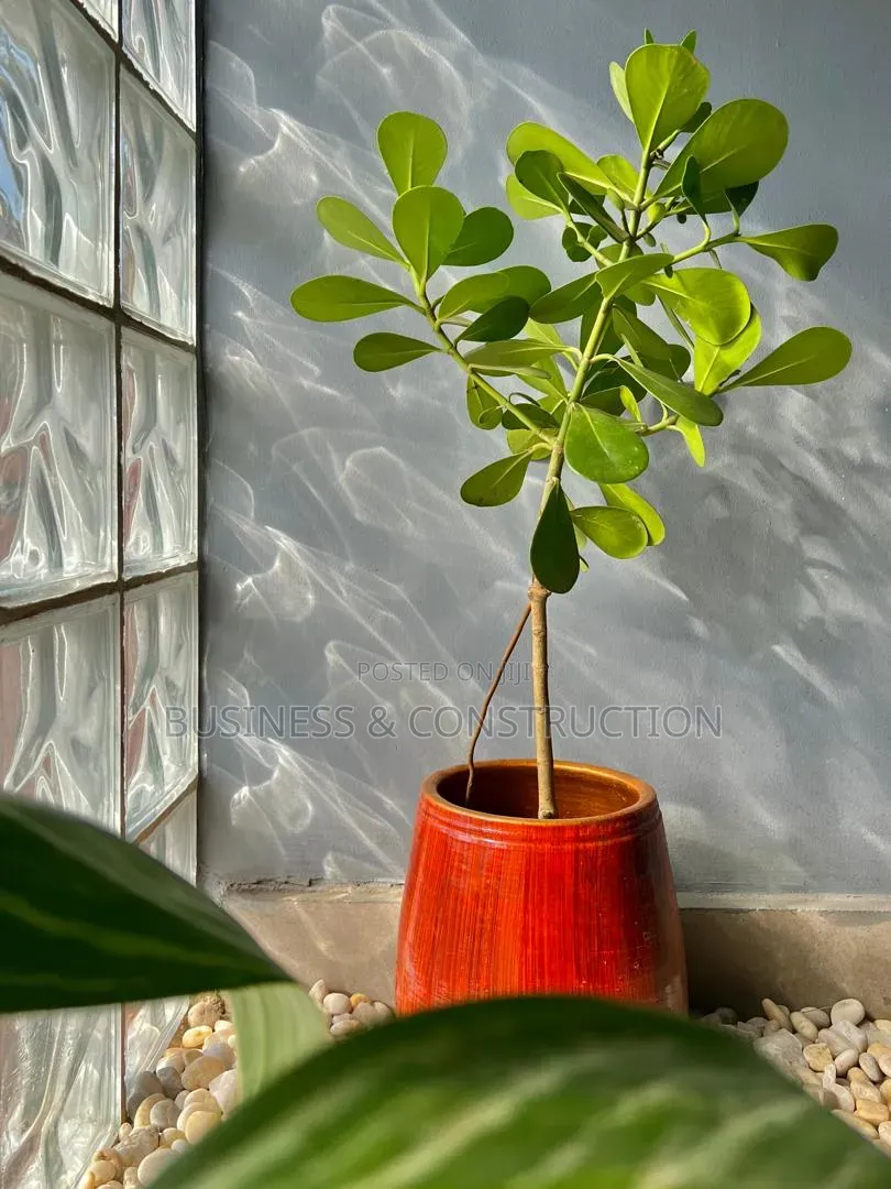 Flower Pots