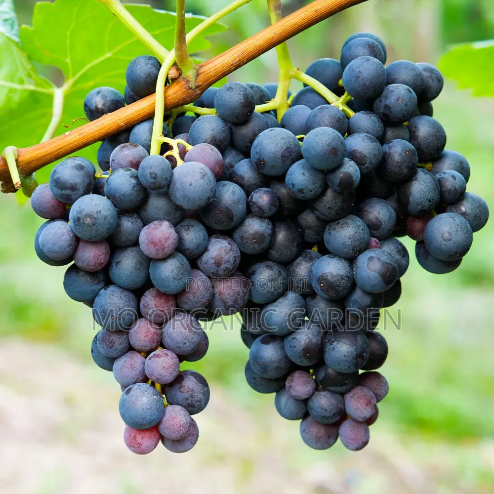 Concord Grape Seedlings