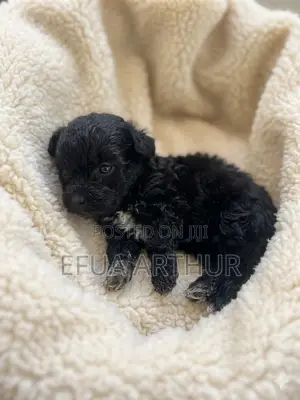 1-3 months Female Purebred Poodle