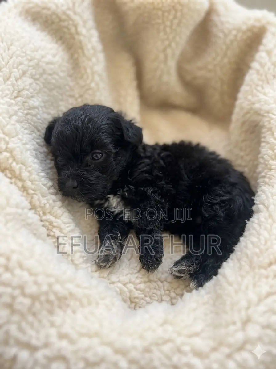 1-3 months Female Purebred Poodle