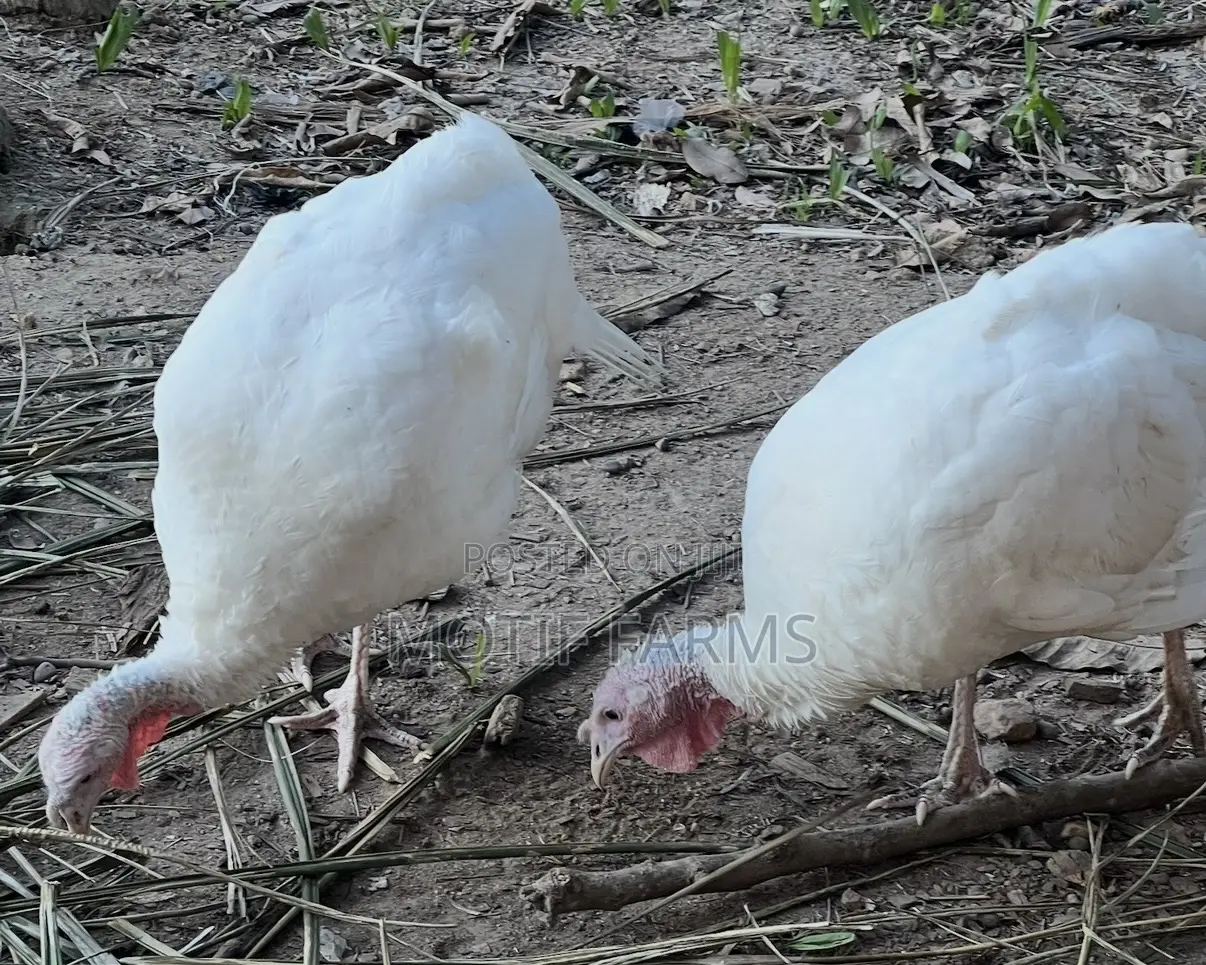 Mature BBW Female Turkeys