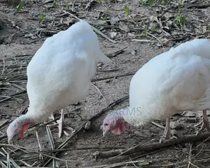 Mature BBW Female Turkeys