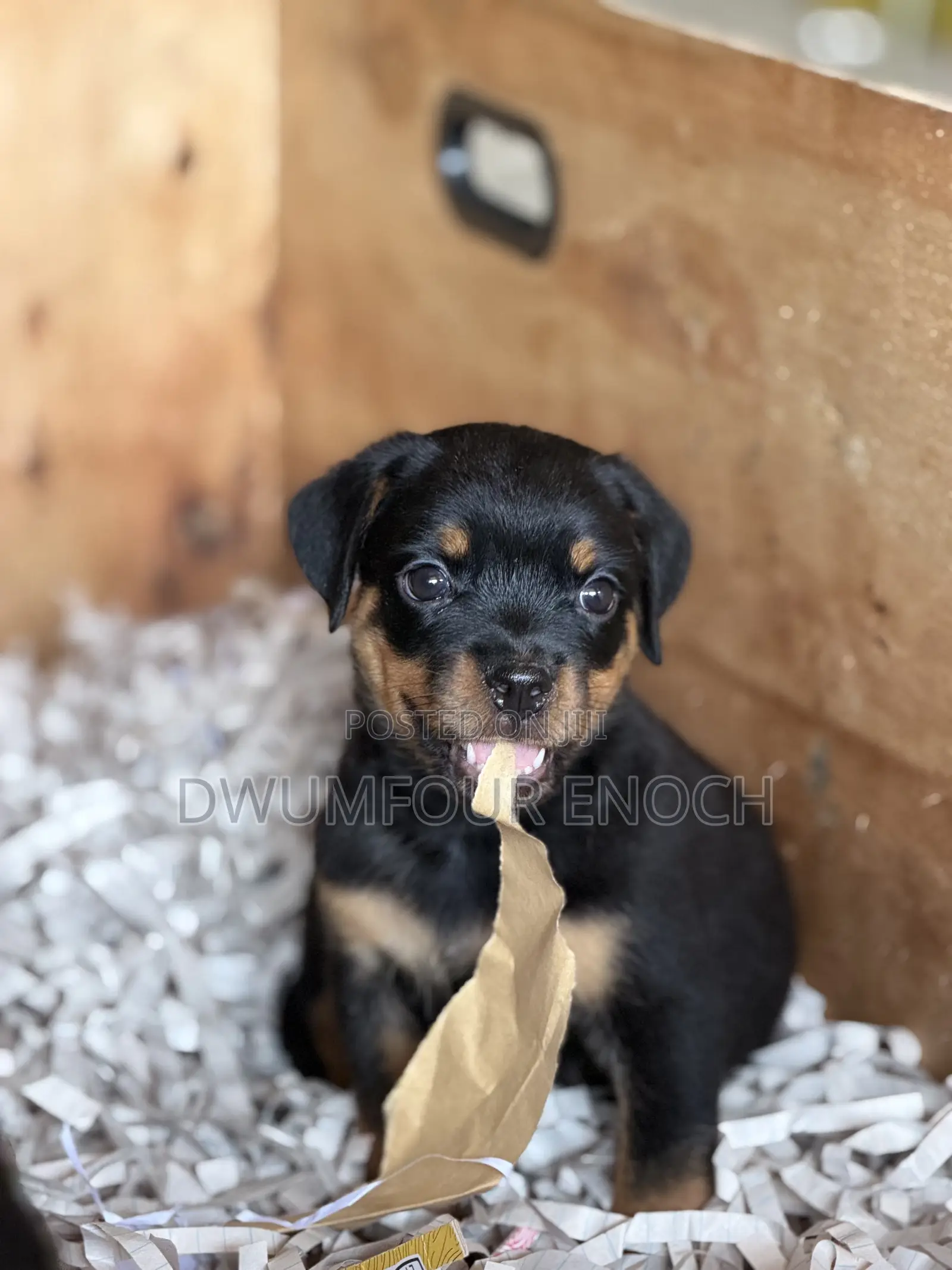 1-3 months Female Purebred Rottweiler