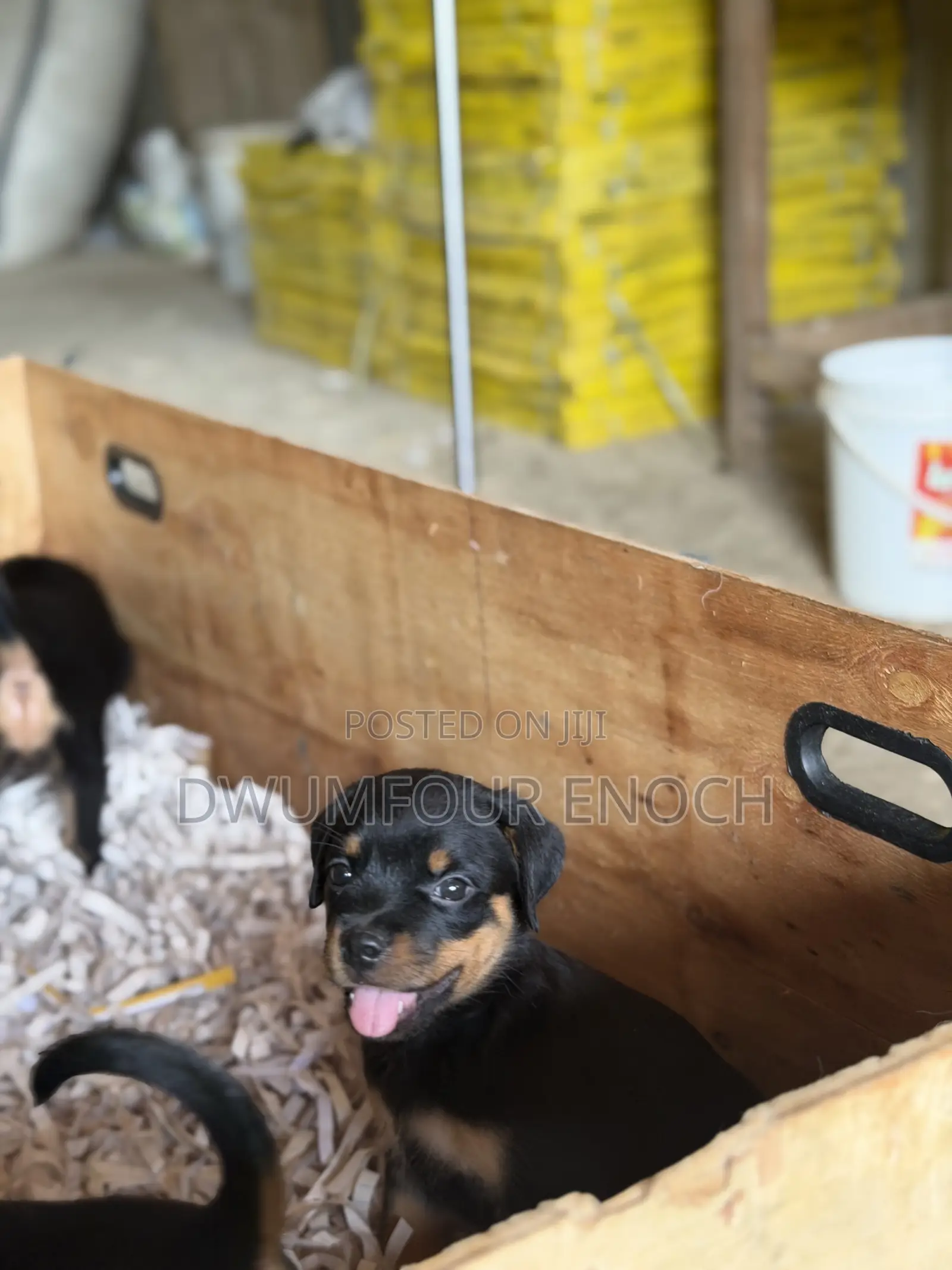 1-3 months Female Purebred Rottweiler