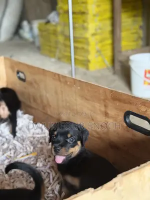 1-3 months Female Purebred Rottweiler
