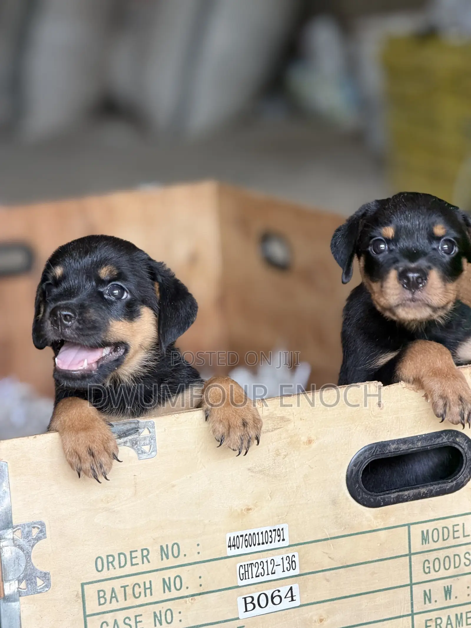 1-3 months Female Purebred Rottweiler