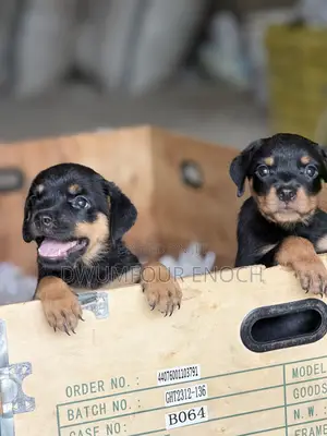 1-3 months Female Purebred Rottweiler