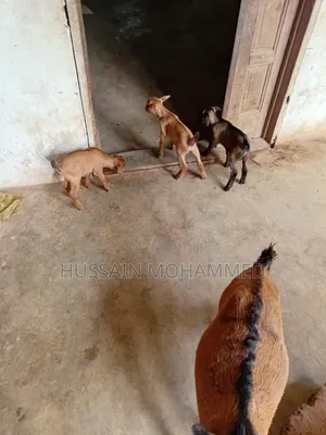 I'm Selling Animals