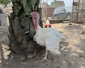 BBW Male Turkeys