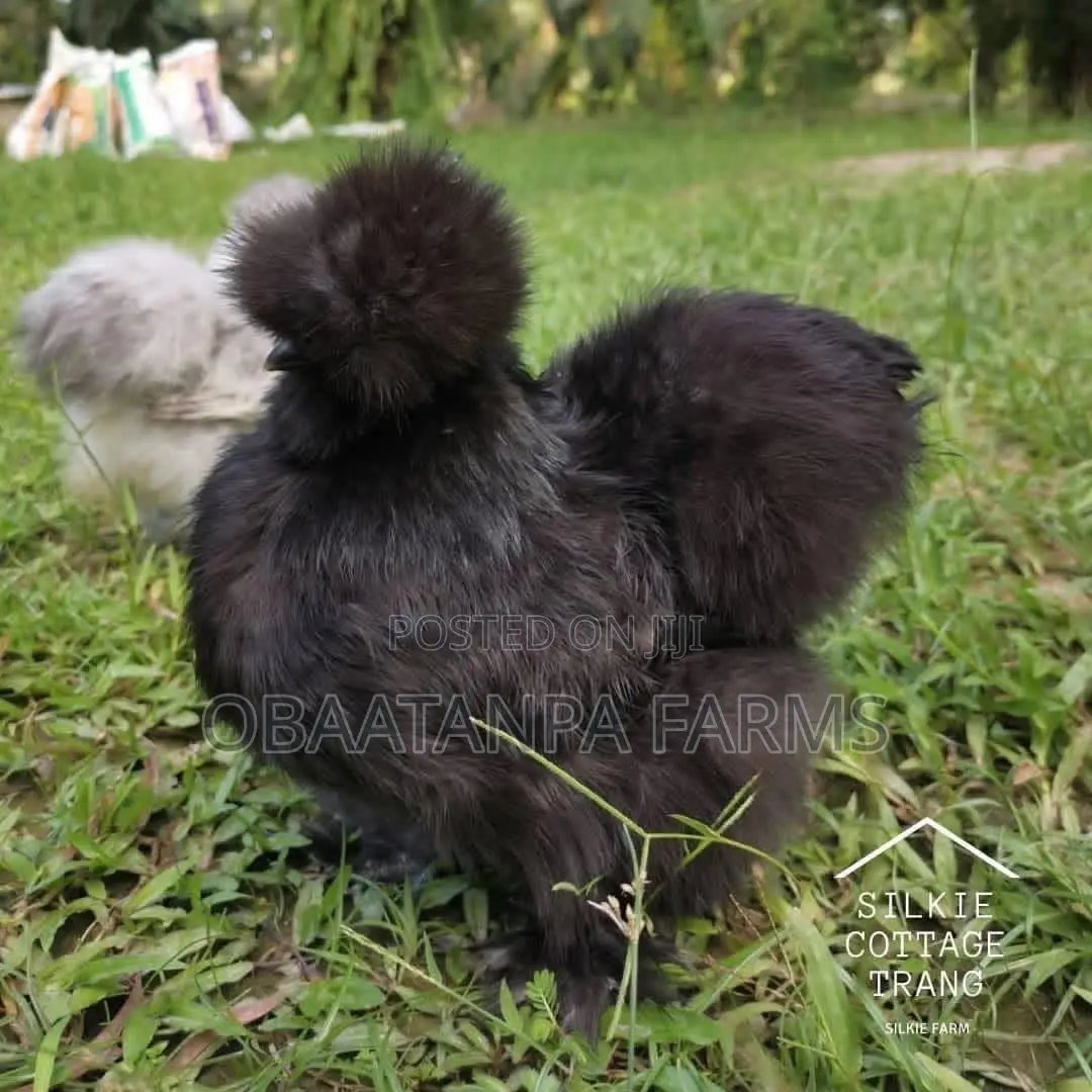 Matured Silkies Chickens Available