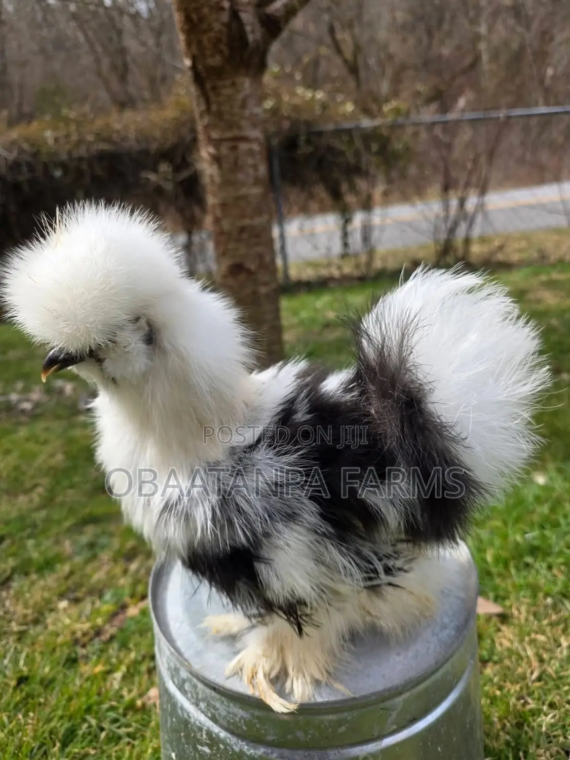 Matured Silkies Chickens Available