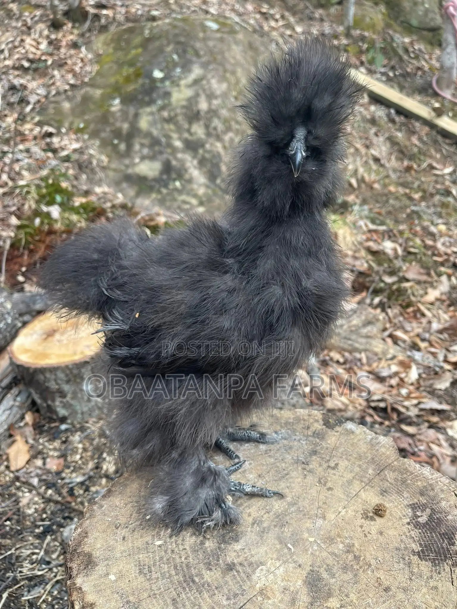 Matured Silkies Chickens Available