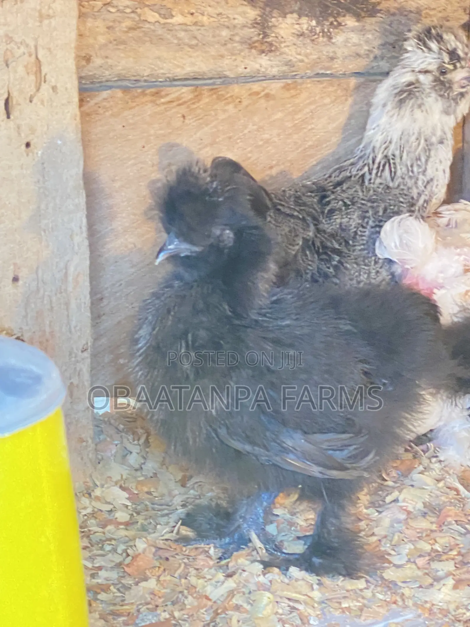 Matured Silkies Chickens Available