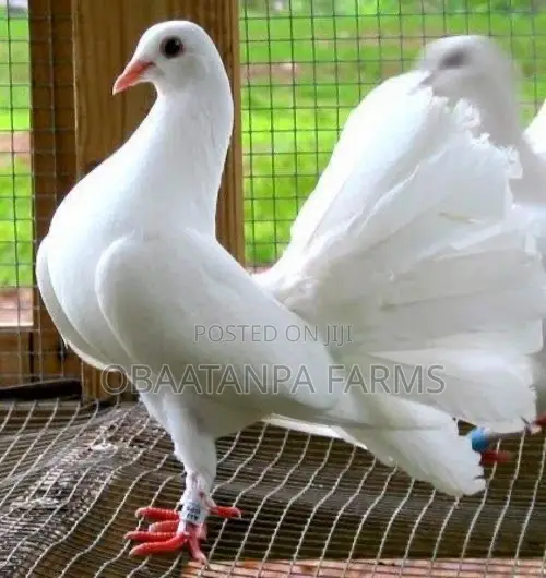 Pair of Fantail Pigeons