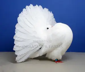 Pair of Fantail Pigeons