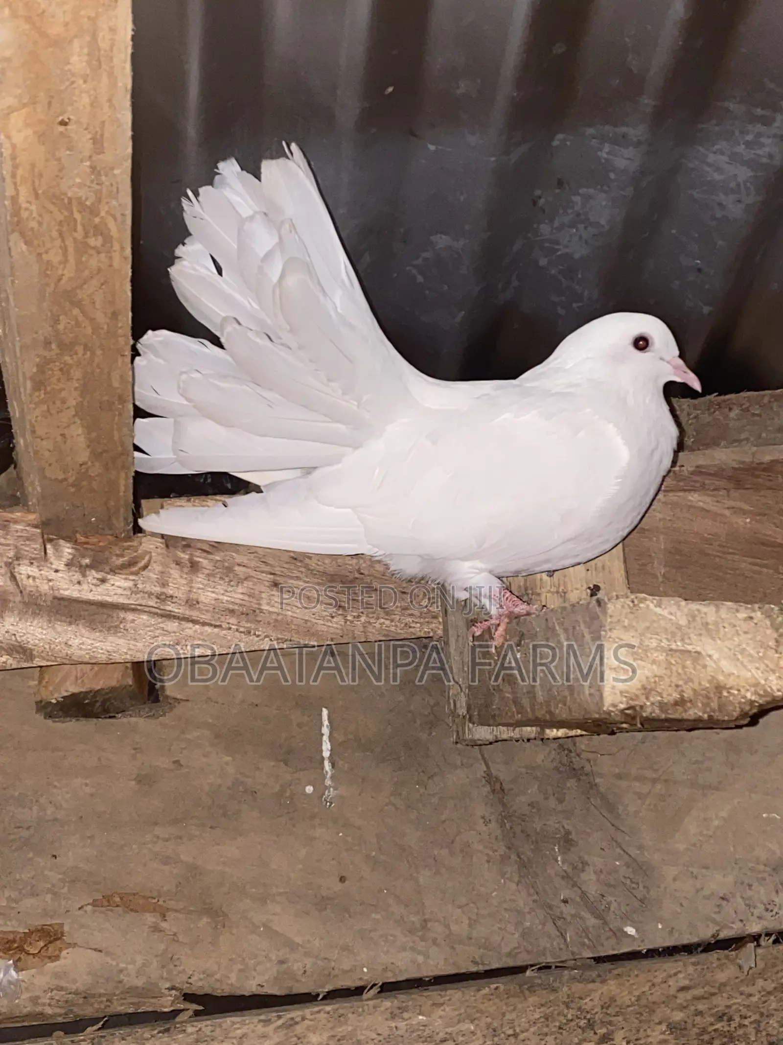 Pair of Fantail Pigeons