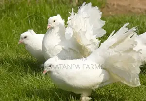 Pair of Fantail Pigeons