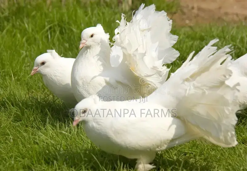 Pair of Fantail Pigeons
