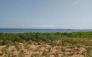 Volta Region, Tongor (Dzemeni) _ 15.64 Acres Riverfront Land